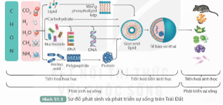 BÀI 51: SỰ PHÁT SINH VÀ PHÁT TRIỂN SỰ SỐNG TRÊN TRÁI ĐẤT